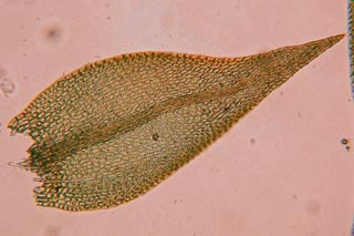 Amblystefium leaf