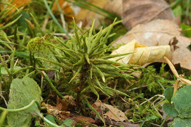 Climacium americanum