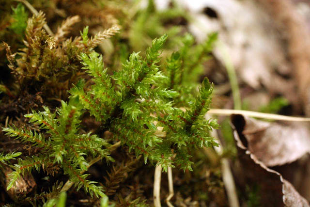 Climacium americanum