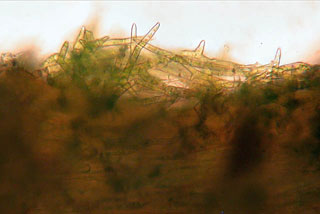 Climacium paraphyllia
