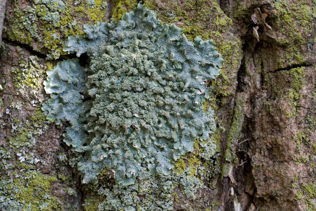 Lichen