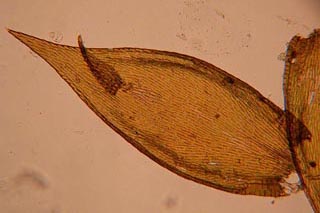 Platygyrium leaf