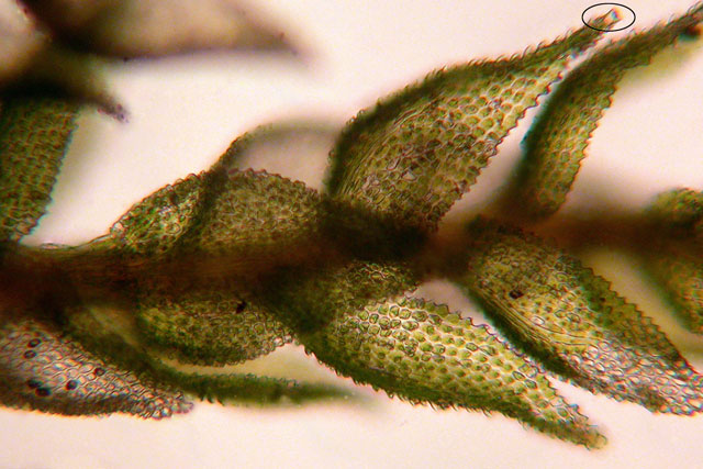 Thuidium delicatulum