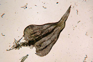 Thuidium leaf