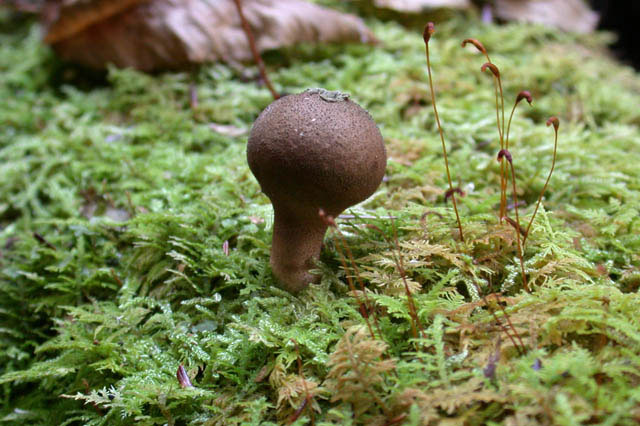 Thuidium delicatulum