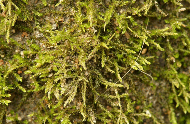 Amblystegium varium