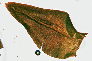 Anomodon attehuatus leaf