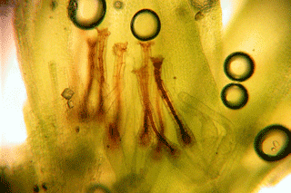 archegonia