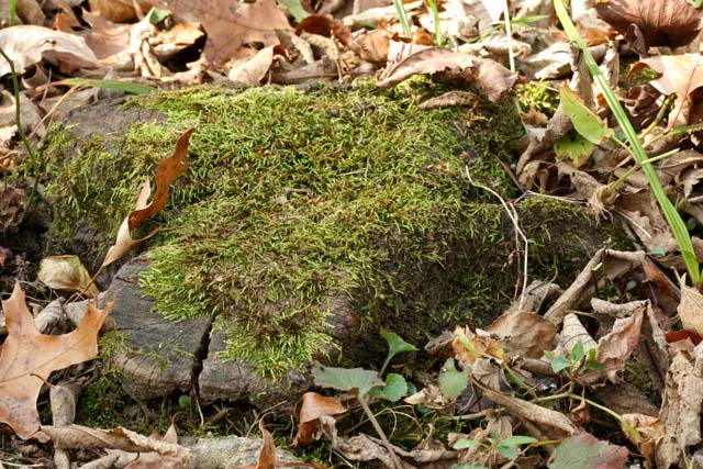 Entodon habitat