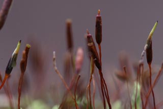 Entodon capsules