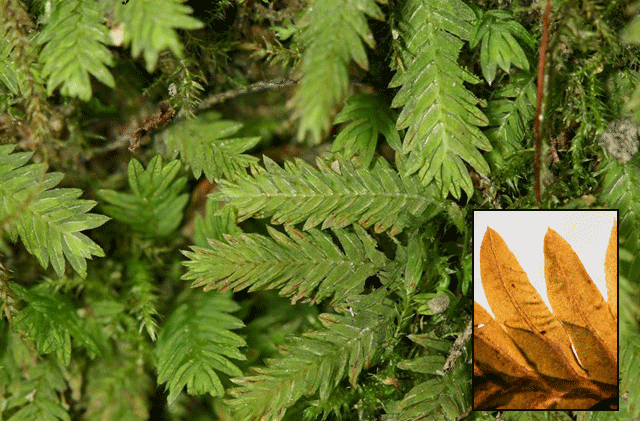 Fissidens taxifolius closeup
