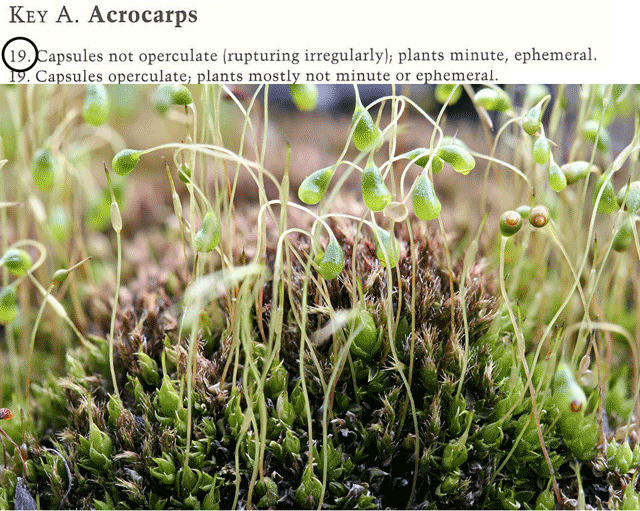 Funaria hygrometrica