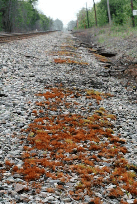 RR track with moss