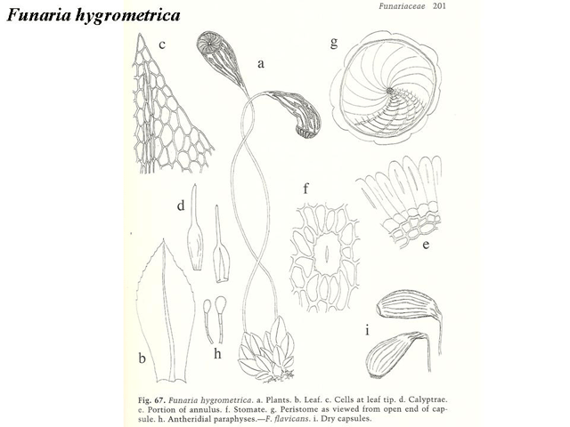 Funaria hygrometrica