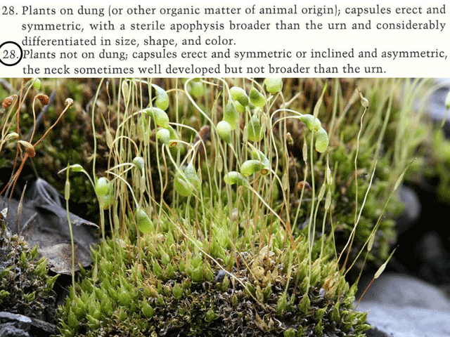 Platygyrium not submerged