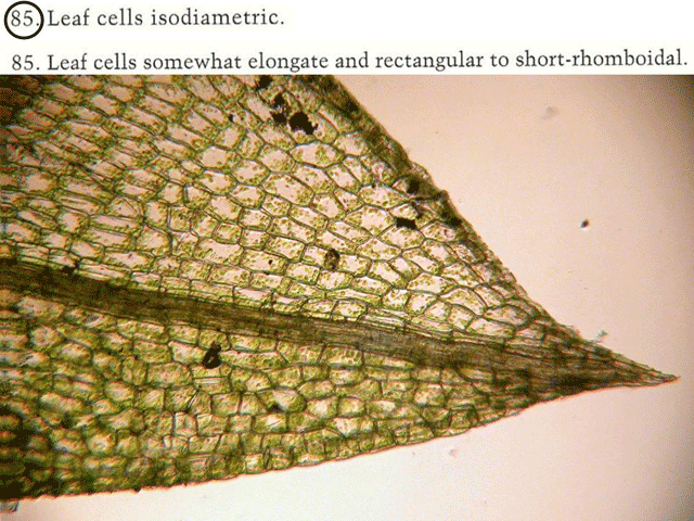 Funaria leaf cells