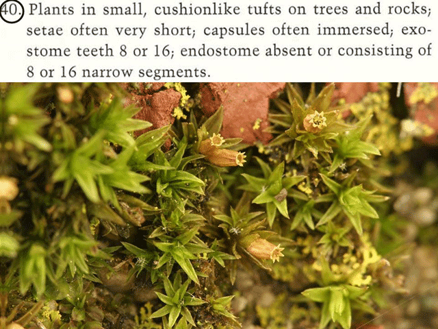 Orthotrichum tufts