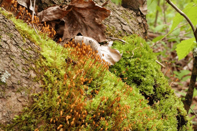 Plagiomnium habitat
