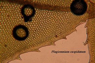 Plagiomnium margin