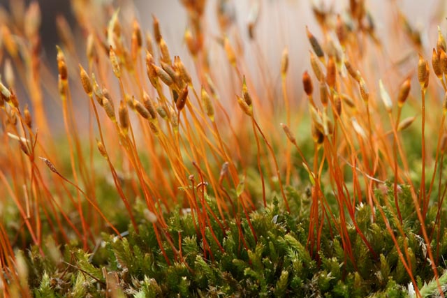 Plstygytium repens