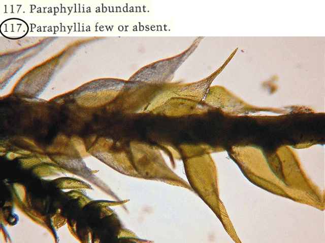 Platygyrium stem