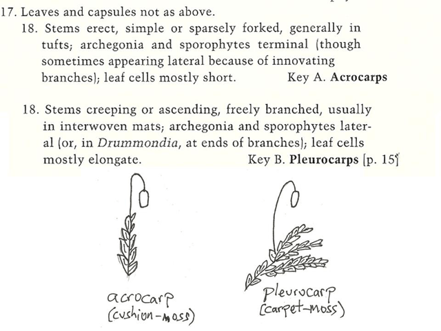 Moss growth forms