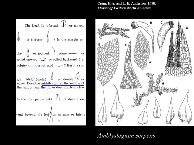 Leaf Features costa example