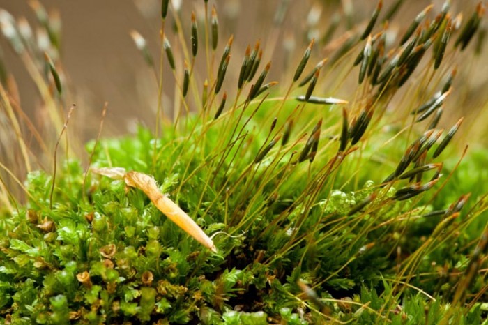 moss-Tetraphis pellucida – Ohio Moss and Lichen Association