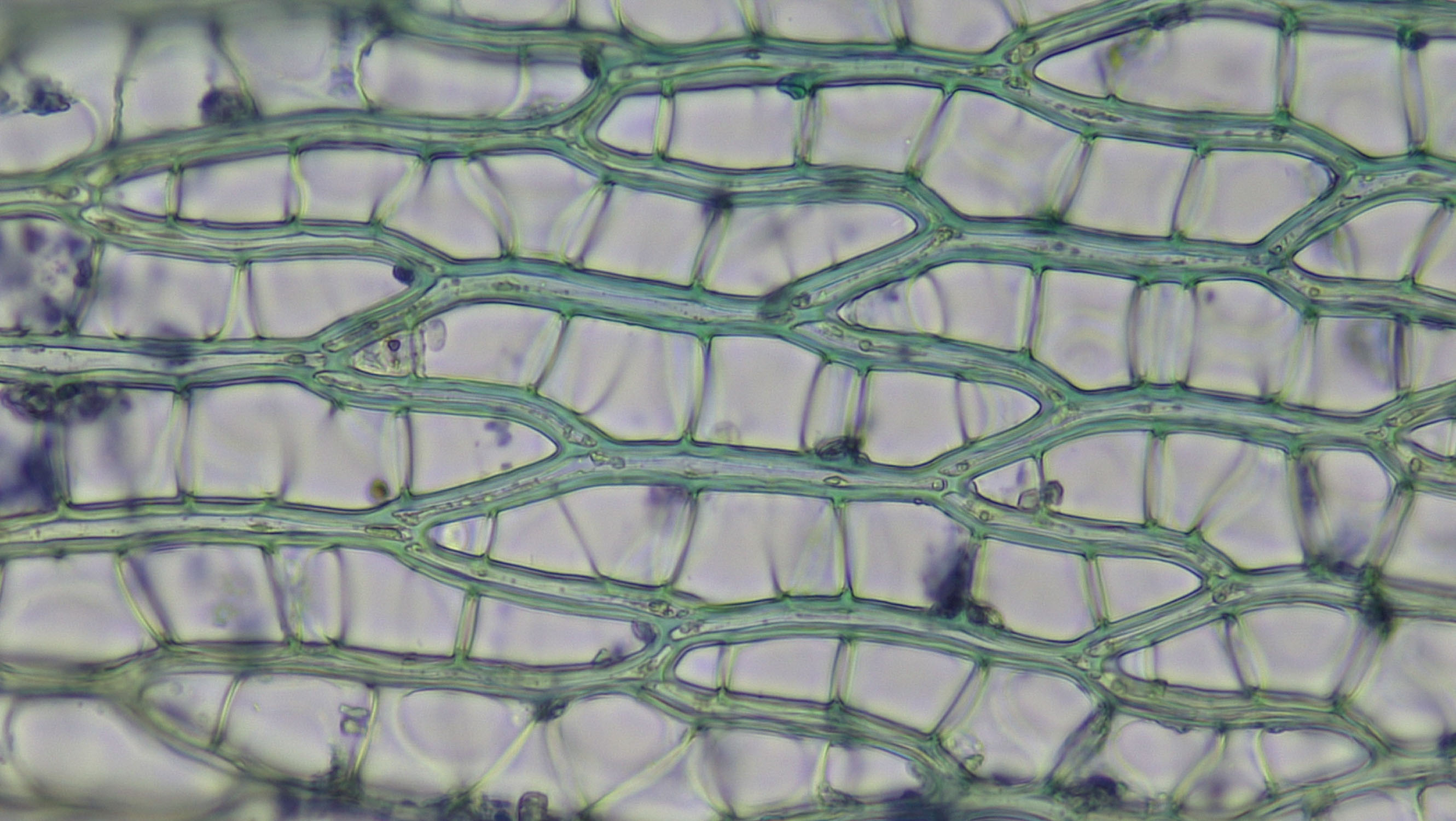 раст клетка под микроскопом фото 98