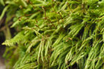 Brachythecium laetum