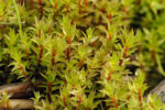 Bryum caespiticium