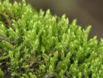 Ephemerum cohaerens