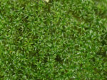 Hymenostylium recurvirostrum