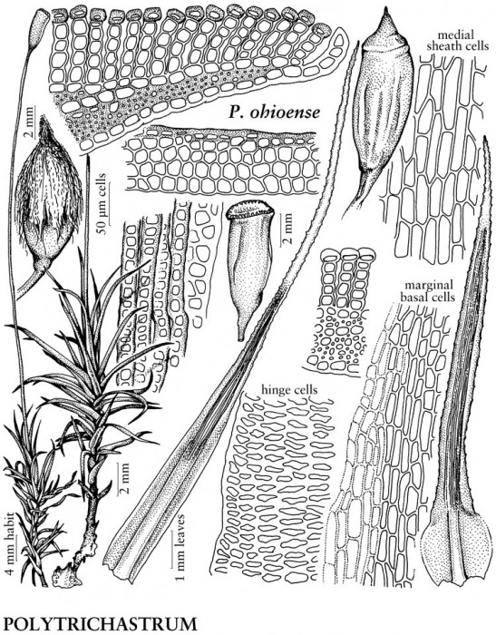 OMLA-sponsored illustration in Flora of North America