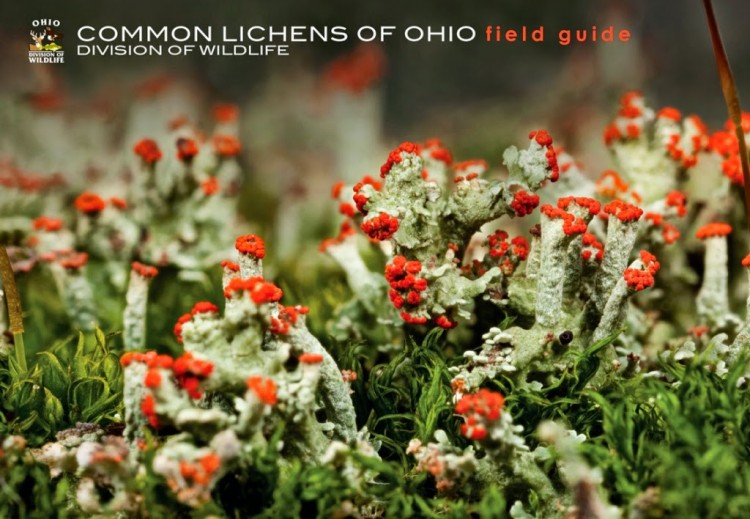 Lichen Guide Cover