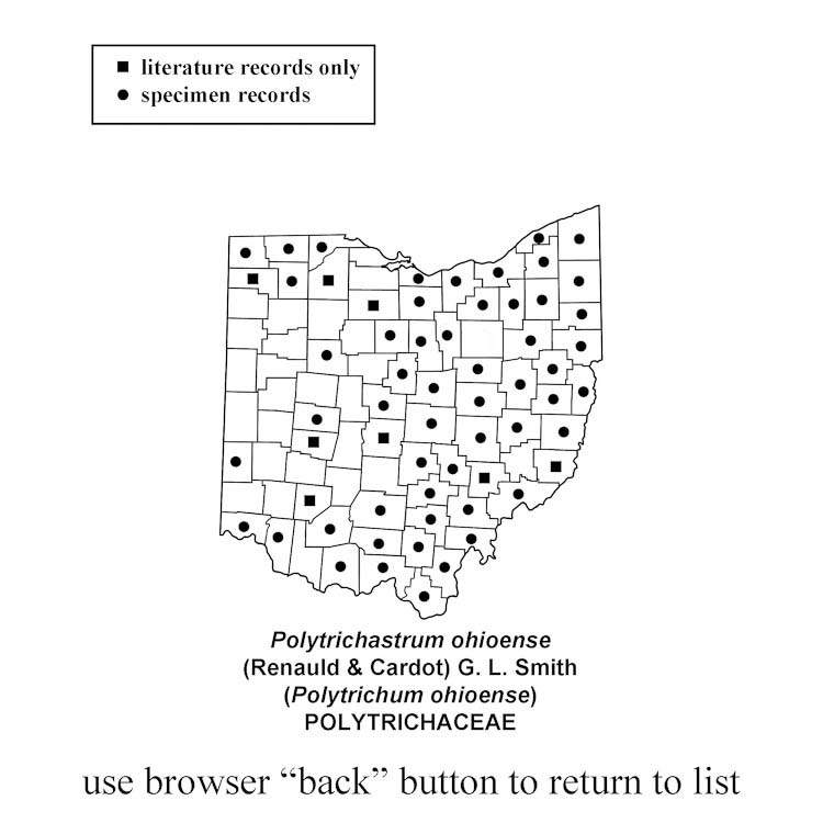 Polytrichastrum-ohioense