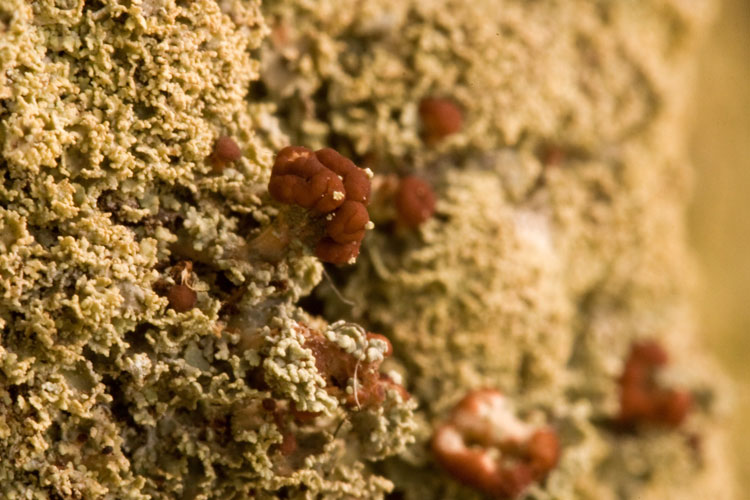 Cladonia-caespiticia-Henry-Cty-2010