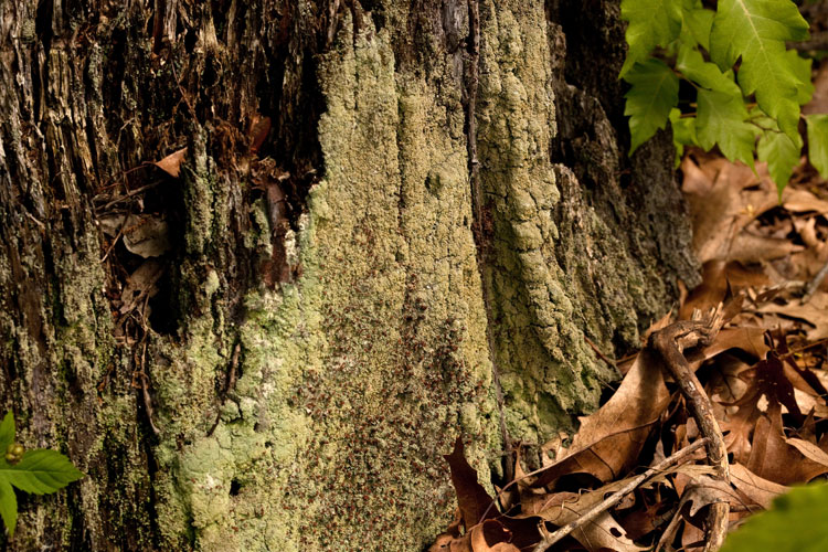 Cladonia-caespiticia-habitat