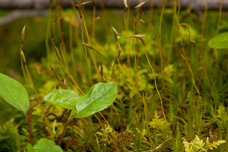 Dicranum-scoparium-Henry-Cty-OH