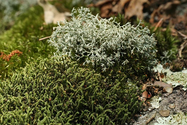 Hedwigia ciliata and Cladonia subtenuis