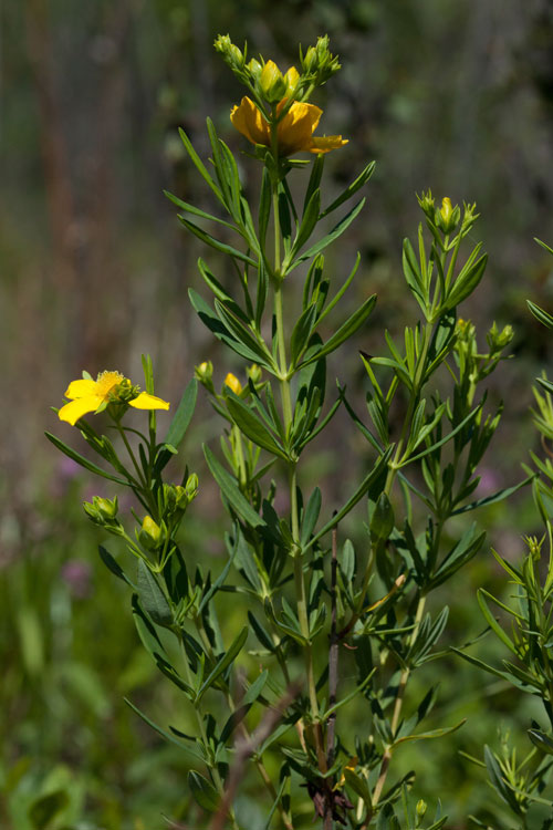 Hypericum-kalmianum-Henry-Cty-June-2010