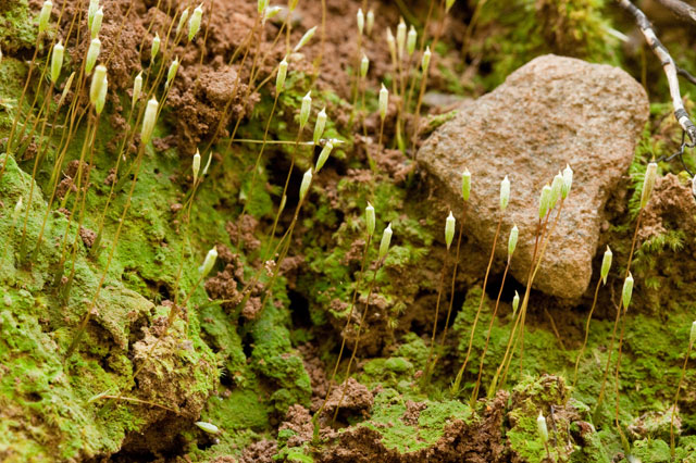 moss with persistent protonema