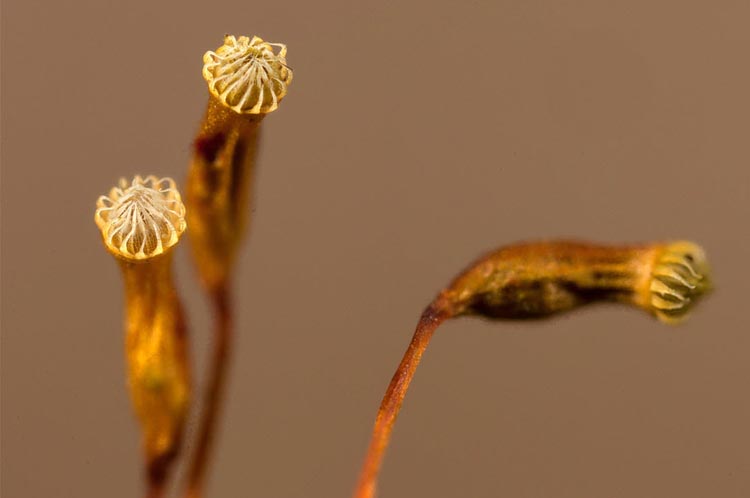 Aulocomnium heterostichum sporangia