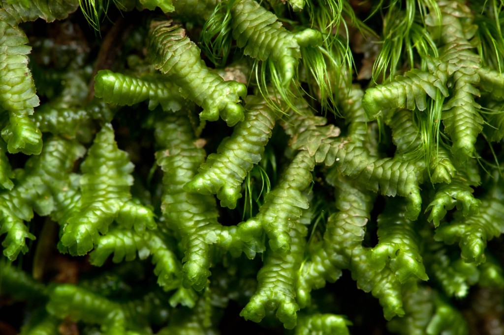 Mosses – Division Bryophyta - Plant & Pest Diagnostics