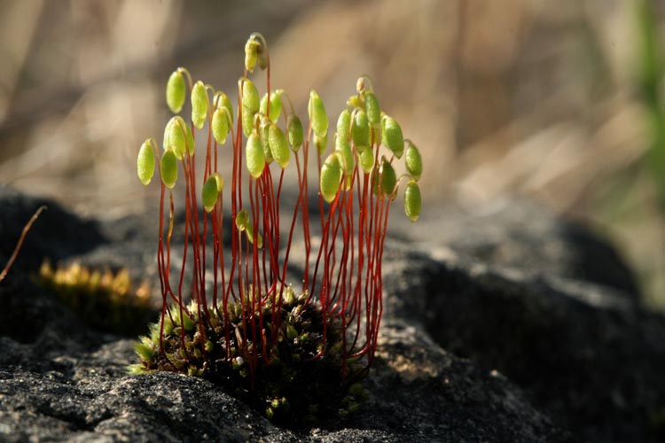 Bryum lisae var cuspidatum