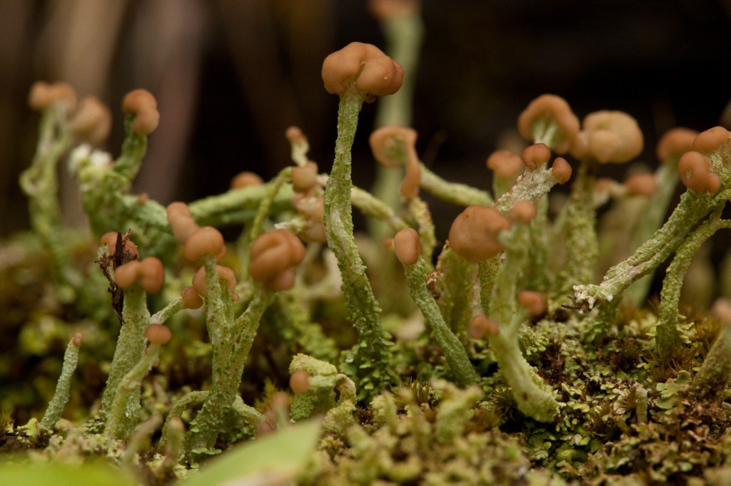 Cladonia-peziziformis