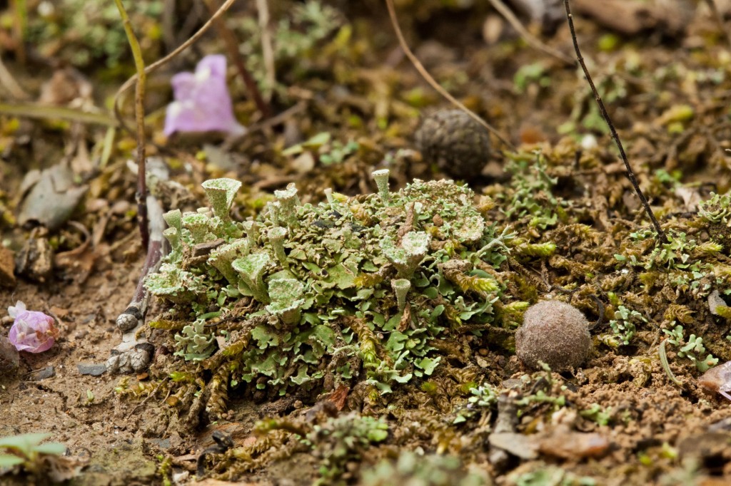 Cladonia pyxidata_