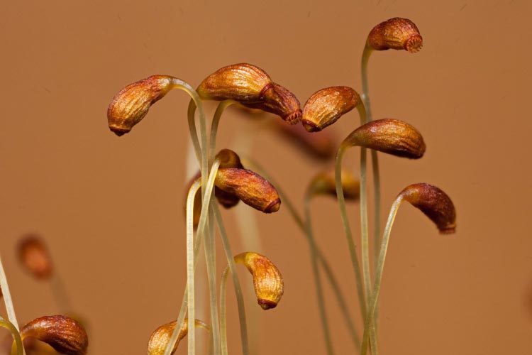 Funaria hygrometrica sporophytes