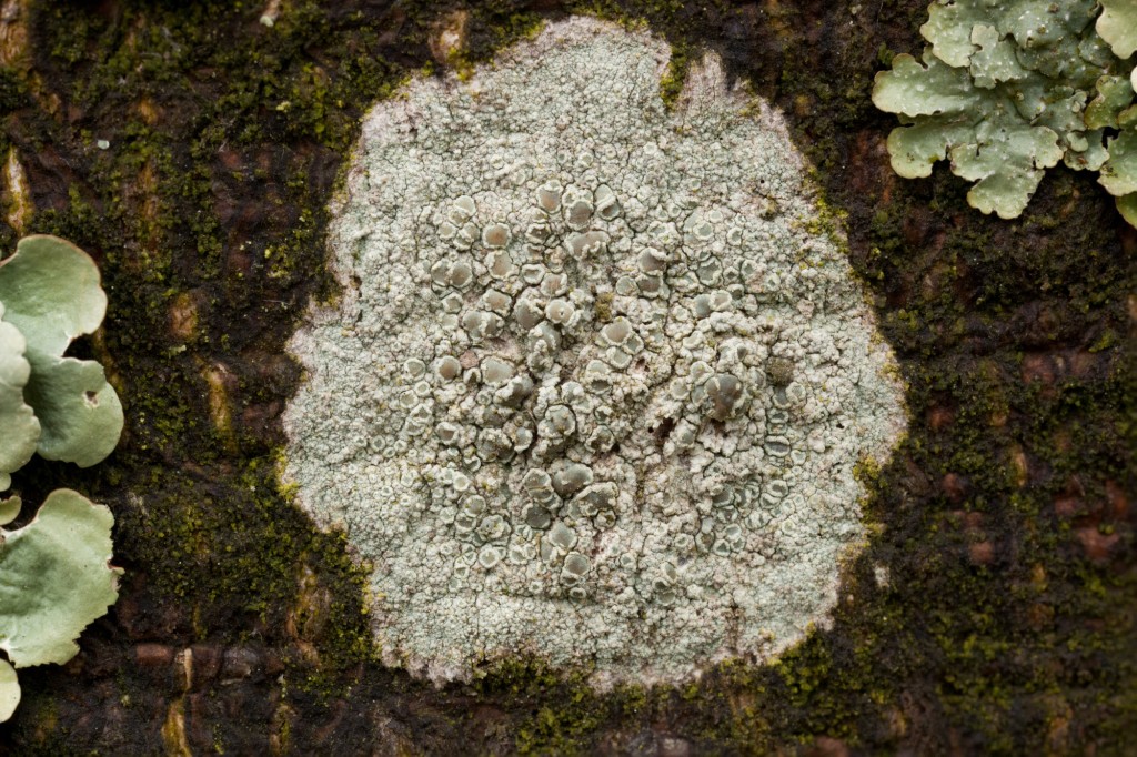 foliose lichen under microscope