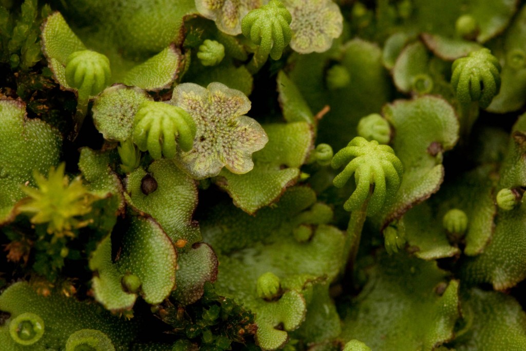 bryophytes hornworts